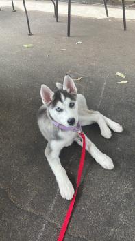 Rey, Husky Siberiano
