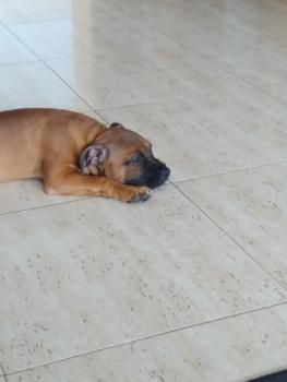 Frida, Staffordshire Bull Terrier