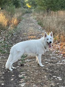 thabor, Berger Blanc Suisse