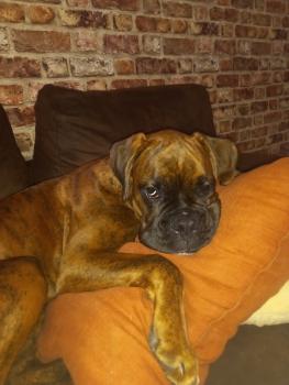 Tino, Boxer