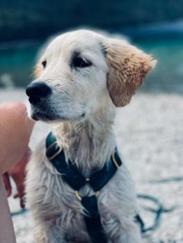 June, Golden Retriever