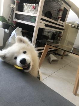 Scott, Samoyede