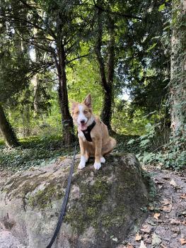 Talwin, Border Collie