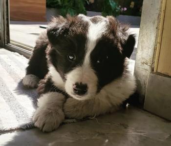 Iron, Border Collie