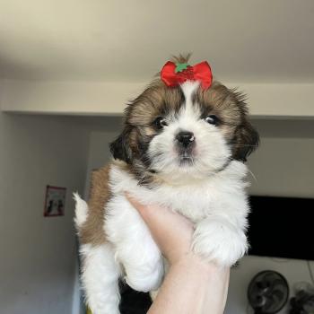Lolla, Shih Tzu