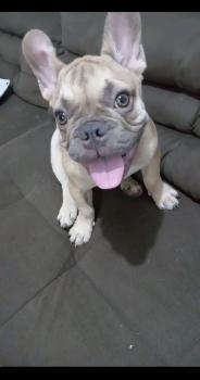 Mayke, Bulldog Francés
