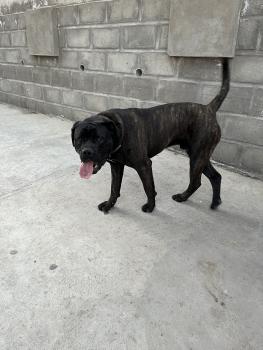 Arthur, Cane Corso