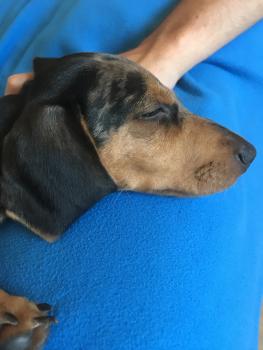 Hugo, Dachshund (Pelo Largo)