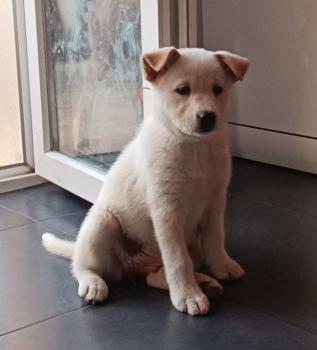 Tilhane, Altri cani