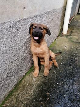 Chase, Perro Pastor Alemán