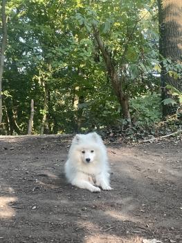 Archie, Keeshond