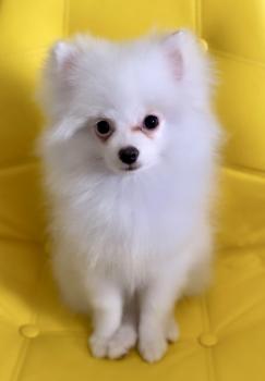 Baruch, Spitz