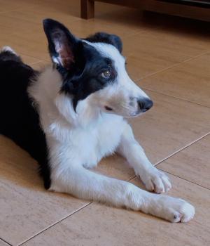 Kali, Border Collie