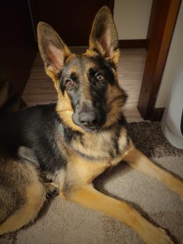 Frida, Shepherd Dog 