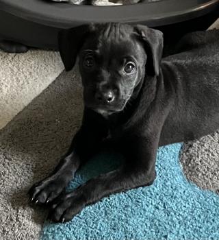 Taïe, Staffordshire Bull Terrier