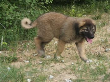 Taïka, Anatolischer Hirtenhund