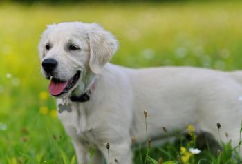 Oja, Golden Retriever
