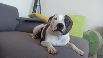 Yoko, Staffordshire Bull Terrier