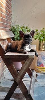 Luna, Bulldog Francés