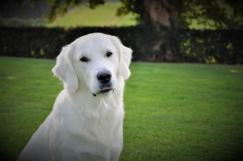 POONA, Golden Retriever