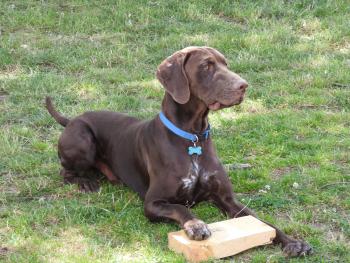 Salto, German Shorthaired Pointer