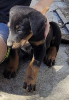 Thor, Cane da pastore di beauce