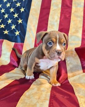 taz, Bulldog americano