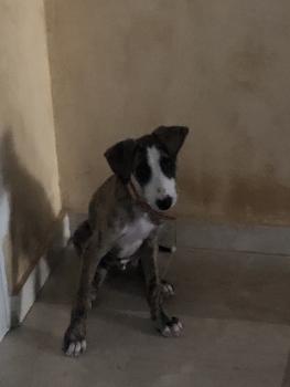 TURPIN, Whippet