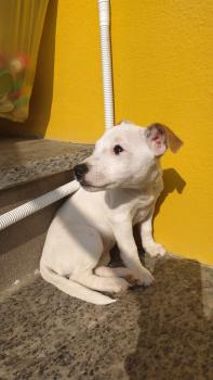 Blanca, Jack Russell Terrier