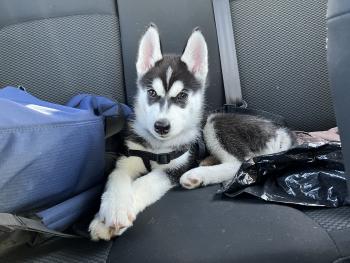 Ghost, Husky Siberiano