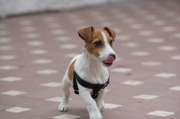 Titan, Jack Russell Terrier