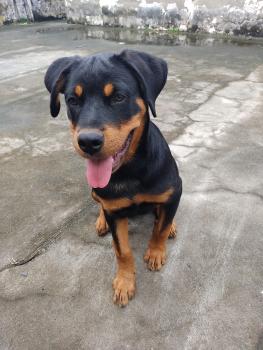 Baruki Prado, Rottweiler