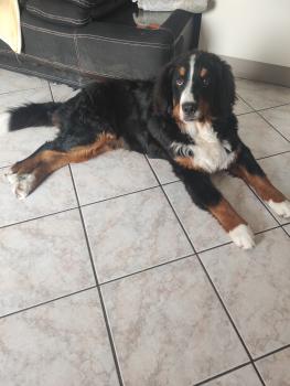 MAX, Boyero De Berna