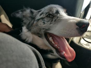 Onyx, Border Collie