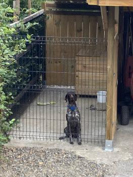 Sally, German Shorthaired Pointer