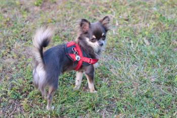 SCYLLA2, Chihuahua langhaariger Schlag