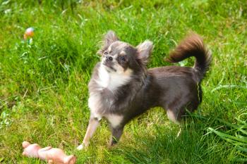 SCYLLA2, Chihuahua