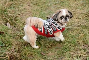 Nino, Shih Tzu