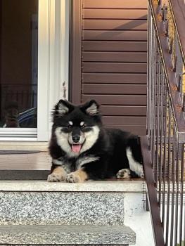 Leo, Finlandés de Laponia