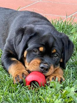Gea, Rottweiler
