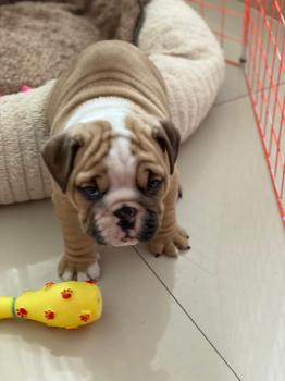 zinho, Bulldog Inglese