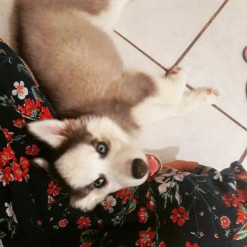 Maya, Husky Siberiano