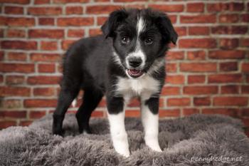Ziggy, Border Collie