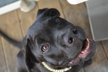 Nettuno, Cane Corso