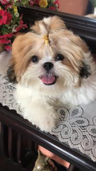 Altamar, Shih Tzu