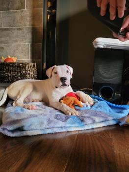 Arno, Dogo Argentino