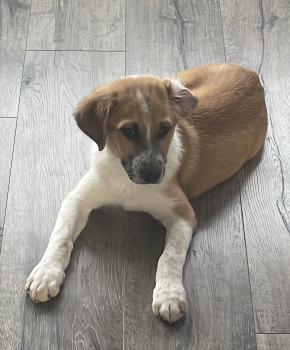 Newton, Border Collie