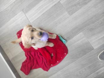 Lacky, Golden Retriever