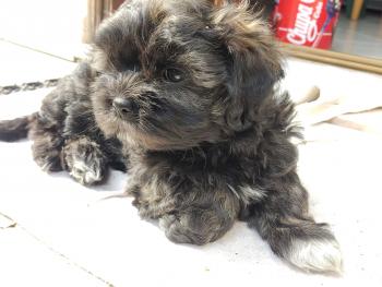 KYRA, Lhassa Apso