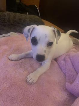 Tikka, Jack Russell Terrier